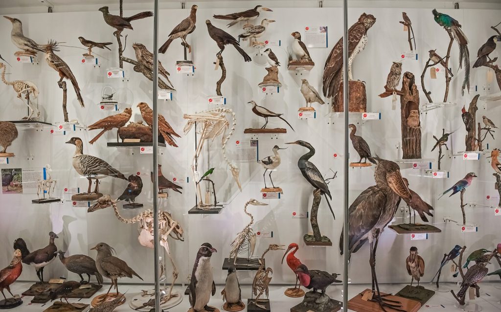 Bird display of Museum of Zoology