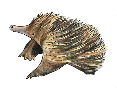 Illustration of a young echidna