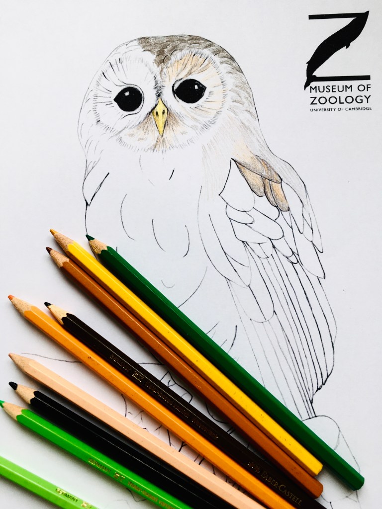 Colouring in sheet of tawny owl with pencil crayons