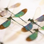 Drawer of damselflies