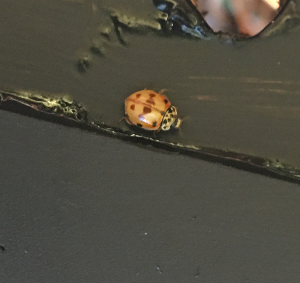 Photograph of a 10-spot ladybird