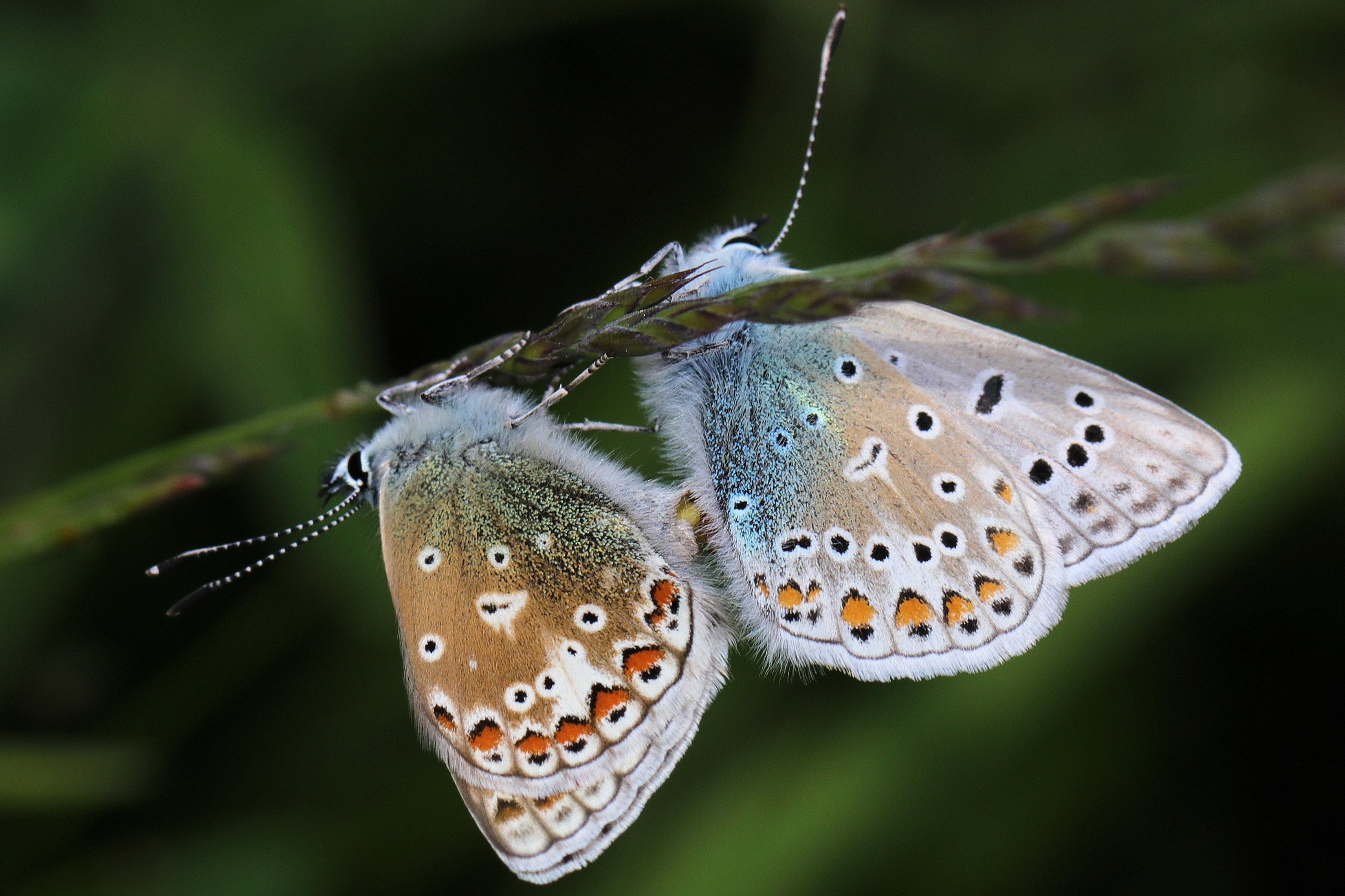 Common blues mating, credit Ed Turner