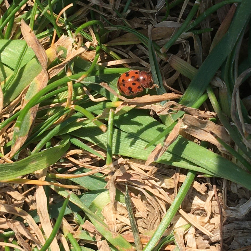 Photograph of a 24-spot ladybird