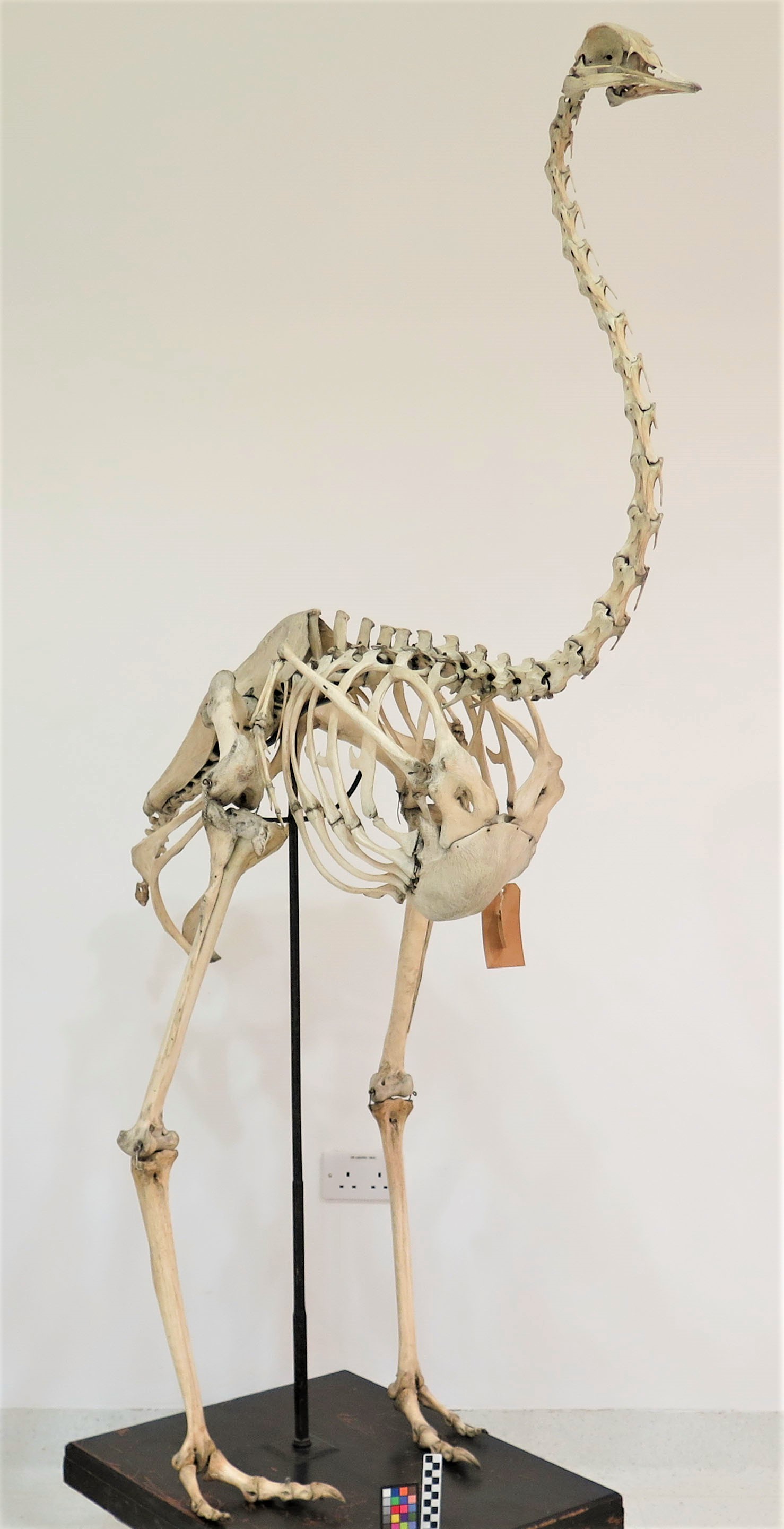 Photograph of the skeleton of an ostrich