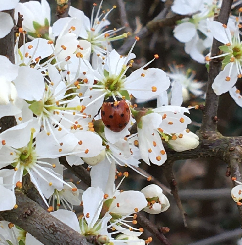 Photograph of a 7-spot ladybird on blossom