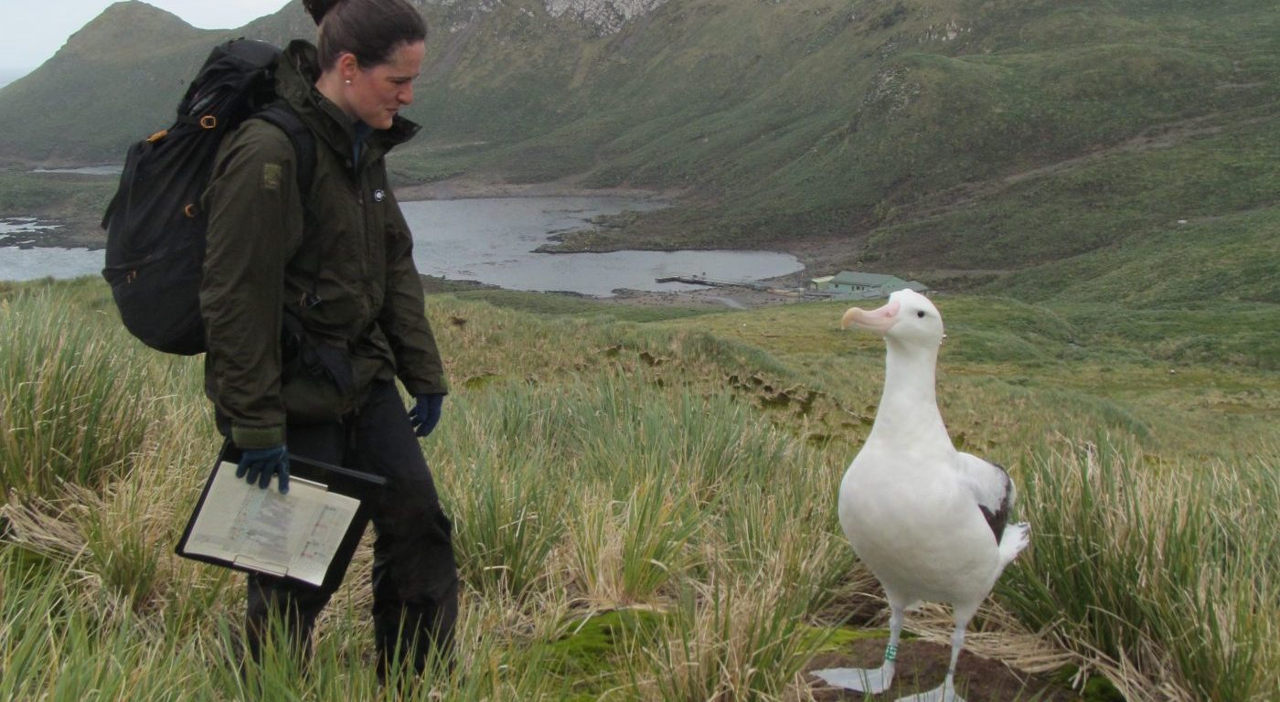 Ana Carneiro looking at albatross
