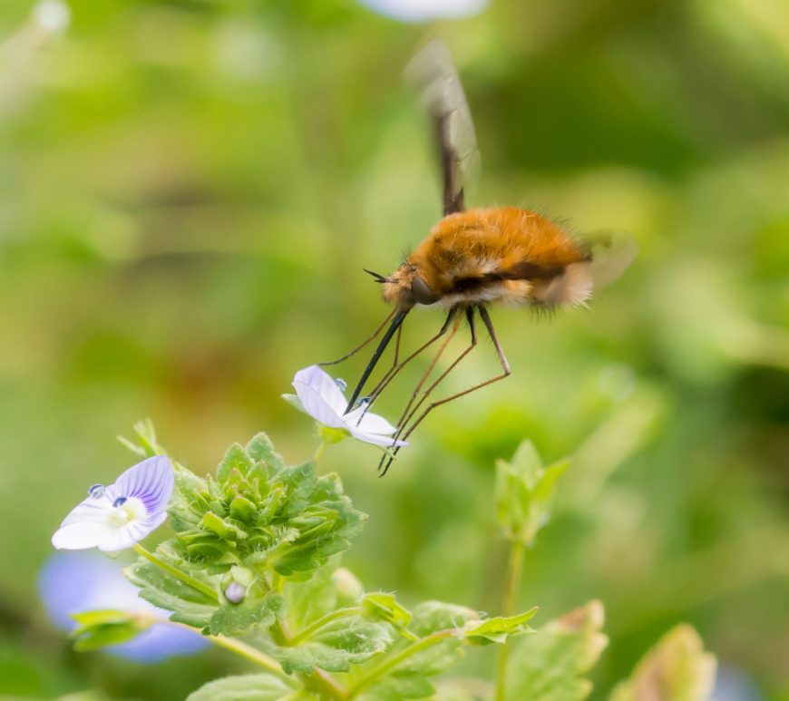 Photograph of a bee fly feeding from a flower