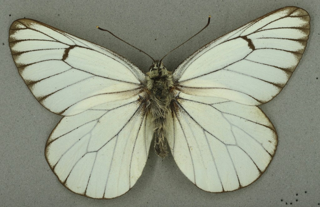 Black-veined white, University Museum of Zoology collection. Copyright University of Cambridge