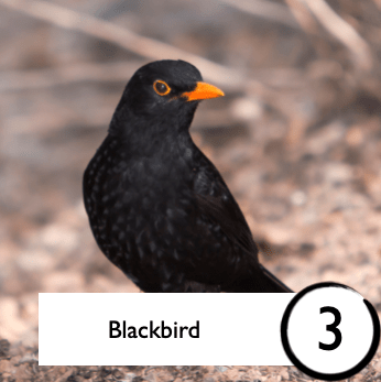 Photograph of a blackbird from Open Your Window Bingo