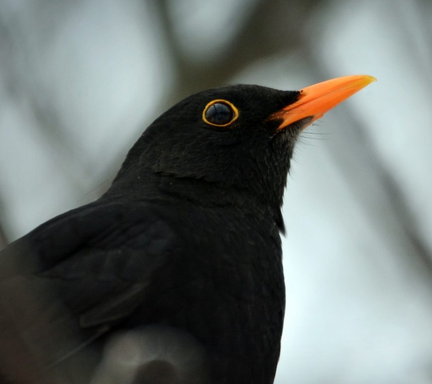 Photograph of a male blackbird