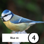 Photograph of a blue tit