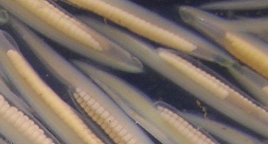 Branchiostoma Image credit Elia Benito Gutierrez