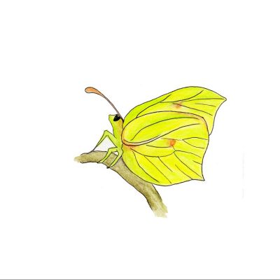 Illustration of a brimstone butterfly