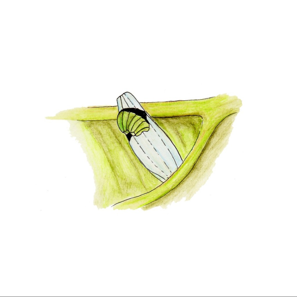 Illustration of a caterpillar hatching from a butterfly egg