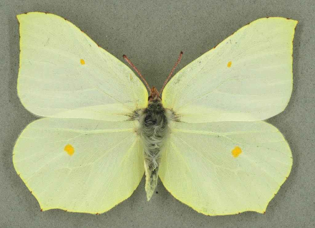 Brimstone female, University Museum of Zoology collection. Copyright University of Cambridge