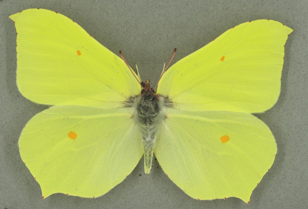 Brimstone male, University Museum of Zoology collection. Copyright University of Cambridge