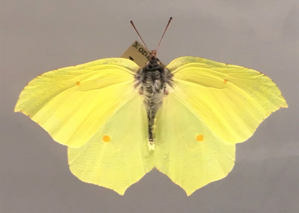 photograph of a brimstone butterfly