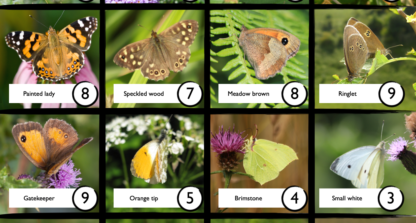 Butterfly Bingo species