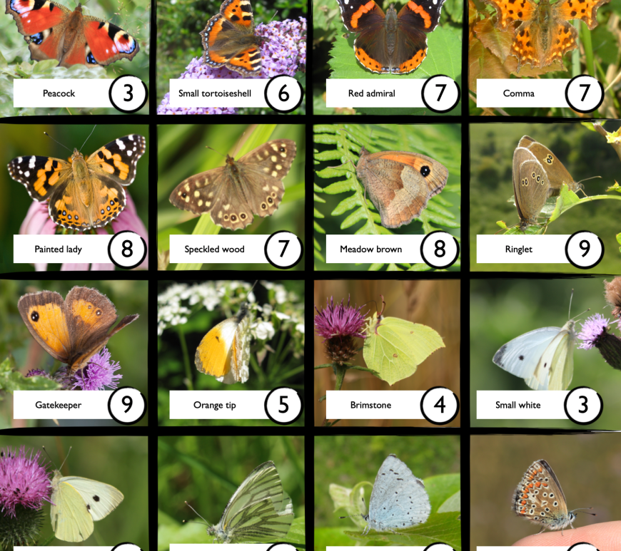 Butterfly Bingo species