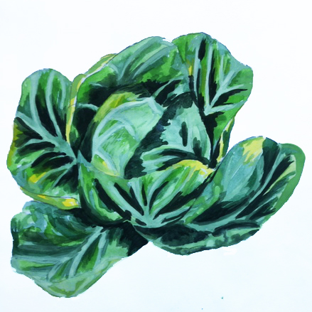 Cabbage painting. Credit S Steele