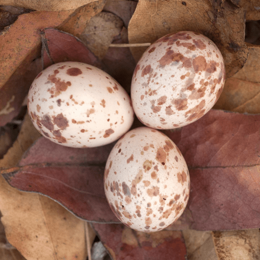 African cuckoo, Cuculus gularis, in a fork-tailed drongo nest, Dicrurus adsimilis. Credit Claire Spottiswoode