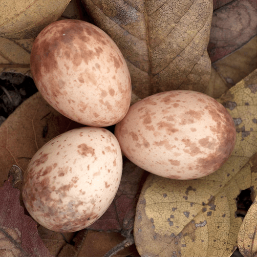 African cuckoo, Cuculus gularis, in a fork-tailed drongo nest, Dicrurus adsimilis. Credit Claire Spottiswoode
