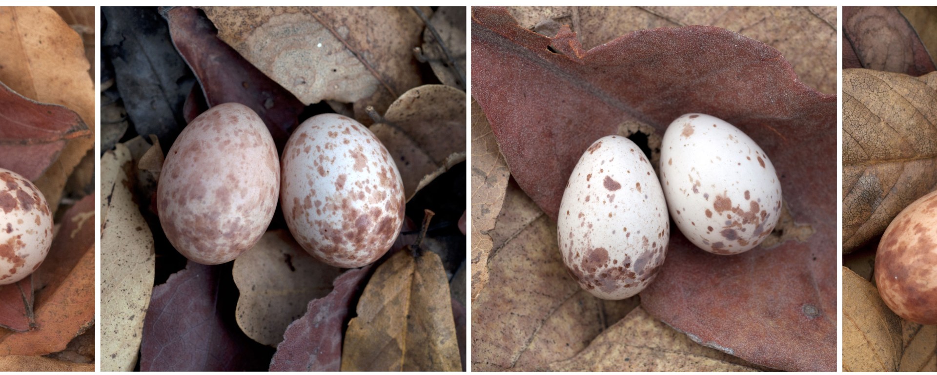 Cuckoo egg in host nest. Credit Claire Spottiswoode