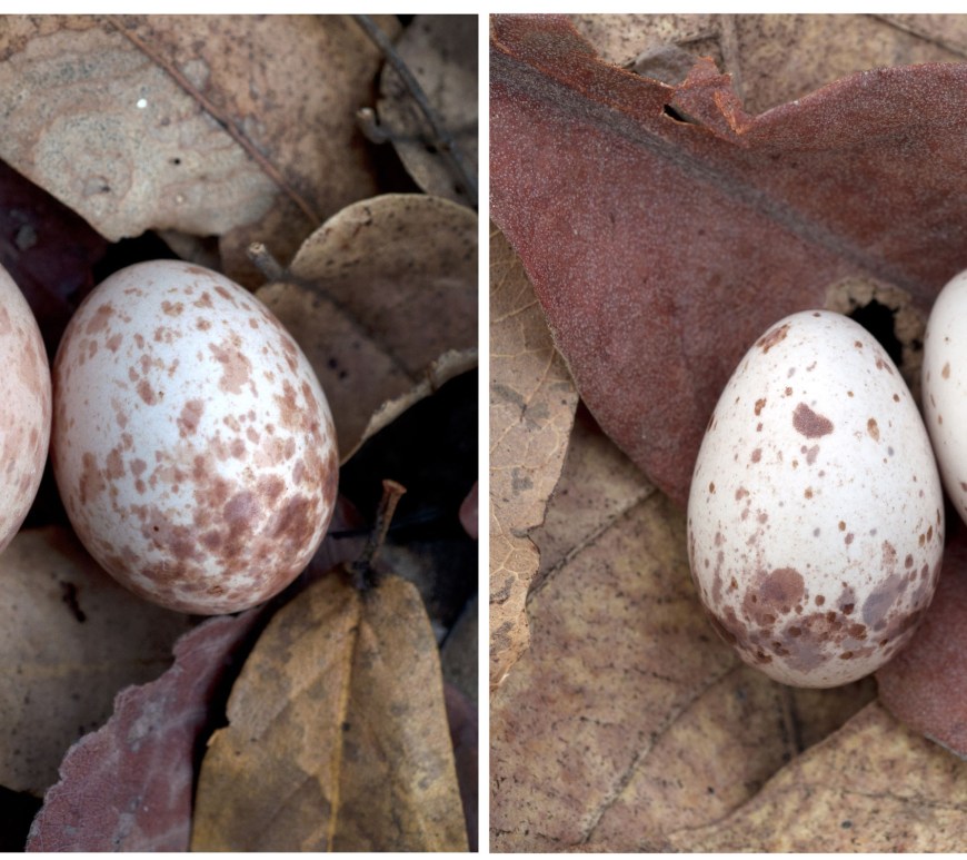 Cuckoo egg in host nest. Credit Claire Spottiswoode