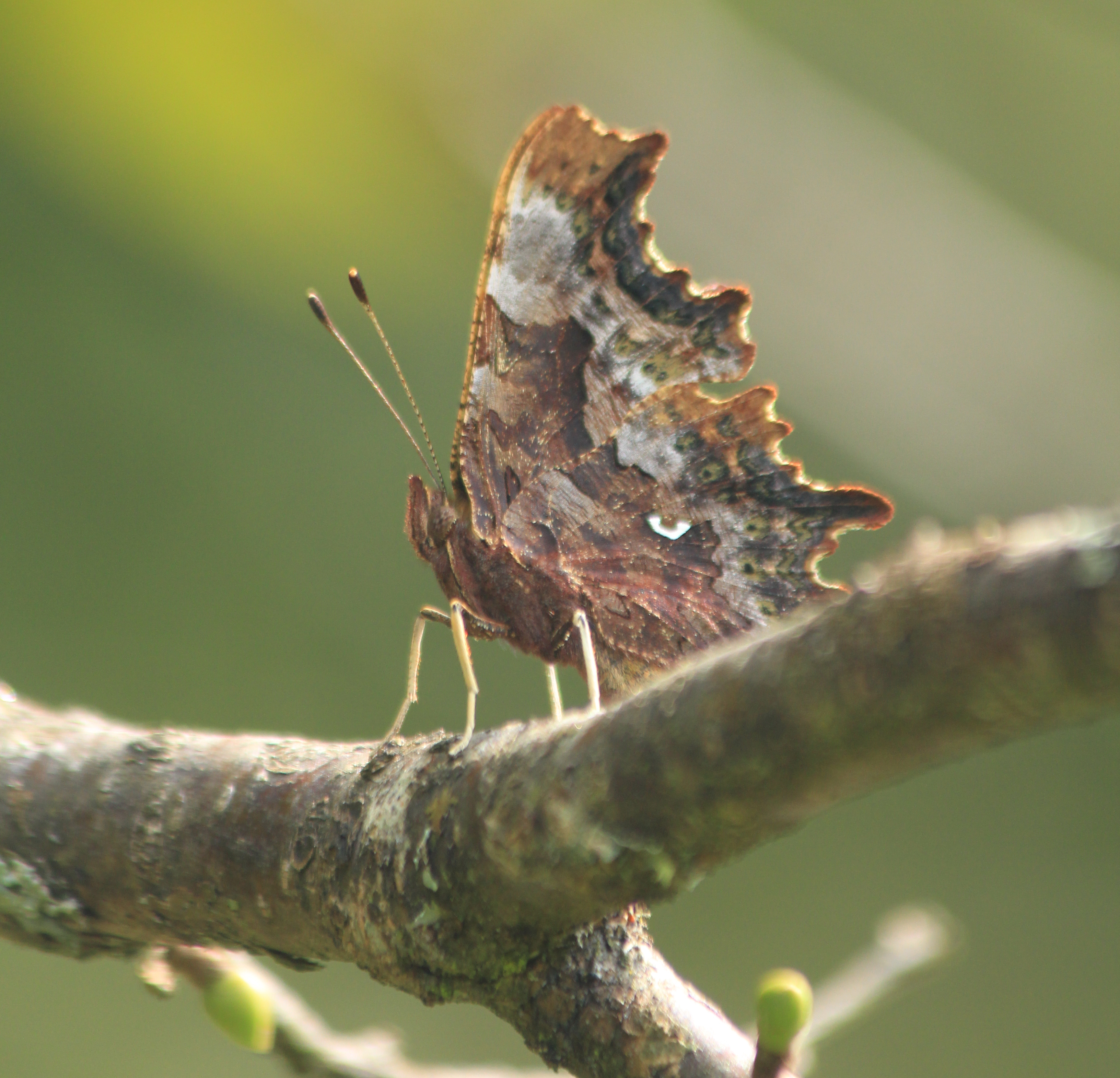 Comma butterfly, Polygonia c-album. Showing underwing. Credit Andrew Bladon