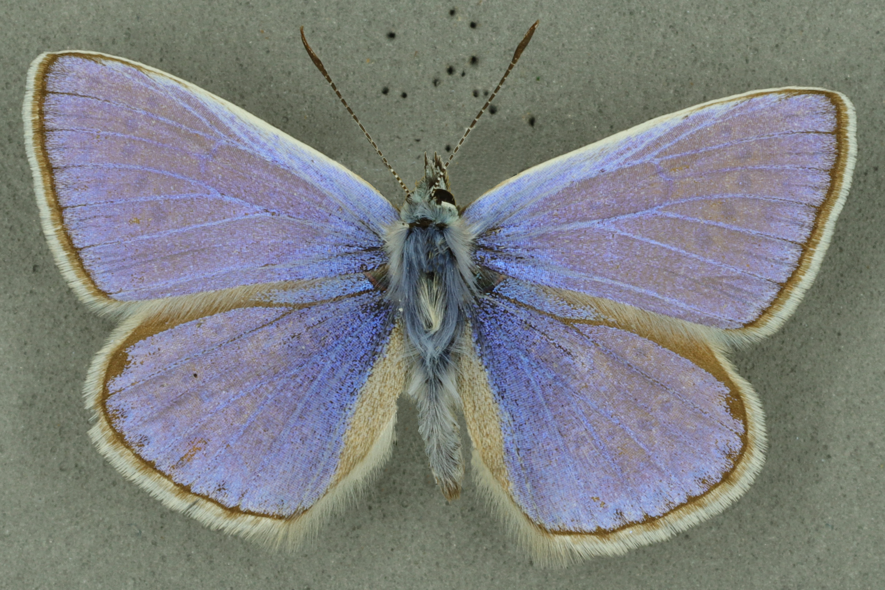 Common Blue, University Museum of Zoology collection, copyright University of Cambridge
