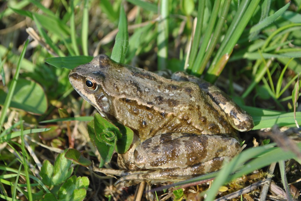 Photograph of a common frog