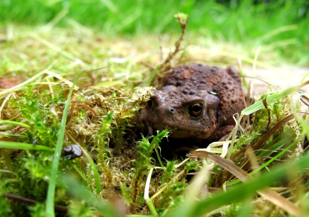 Photograph of a common toad