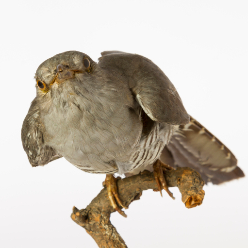 Common Cuckoo, University Museum of Zoology collection. Credit University of Cambridge