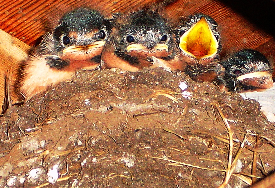 Photograph of swallow chicks at a nest