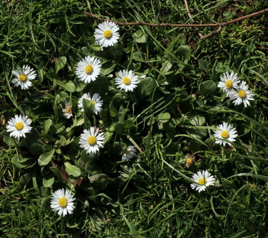 Photograph of daisies take from above
