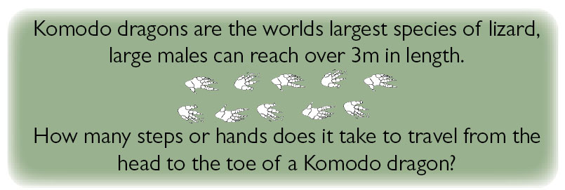 Komodo dragons are the worlds largest species of lizard, large males can reach over 3m in length. How many steps or hands does it take to travel from the head to the toe of a komodo dragon?