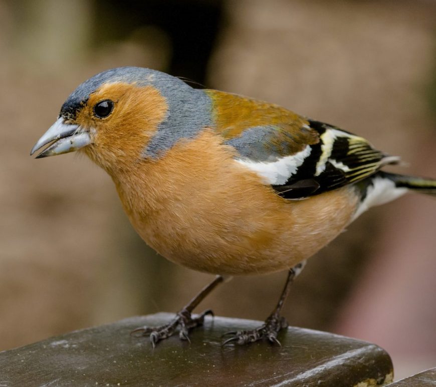 Photograph of a male chaffinch