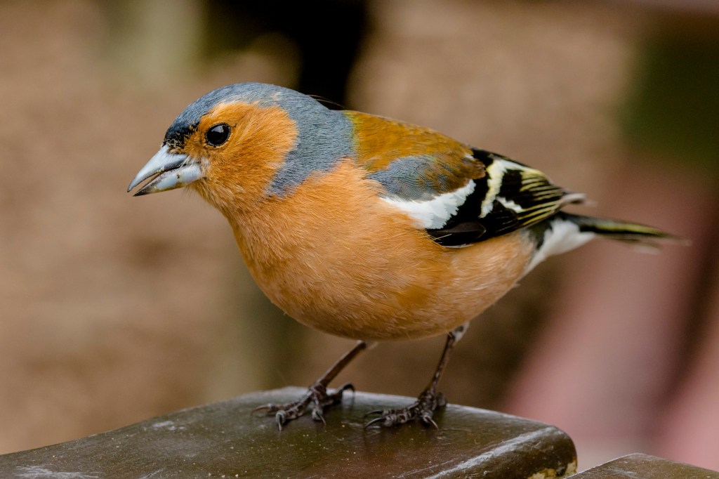 Photograph of a male chaffinch