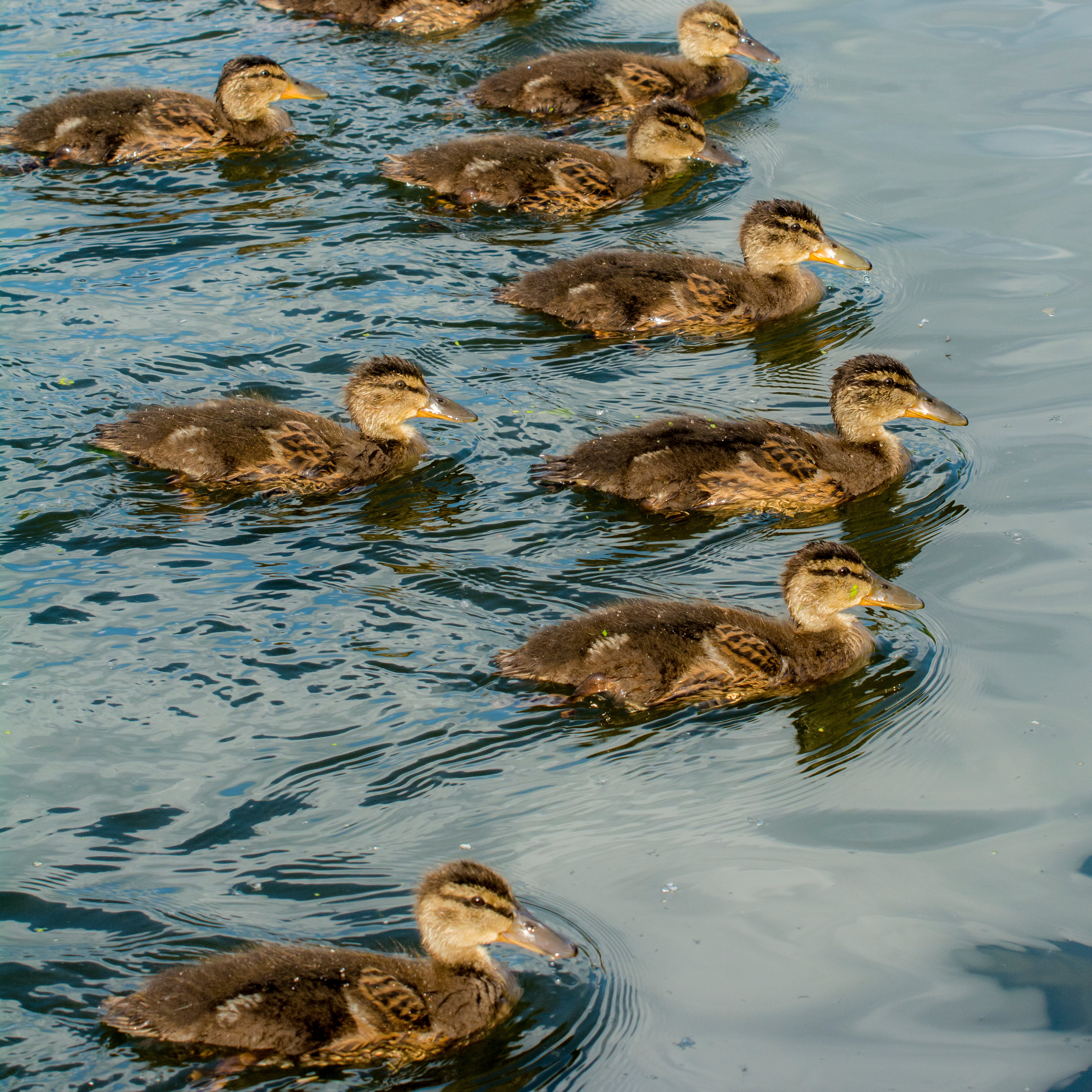 photograph of ducklings swimming