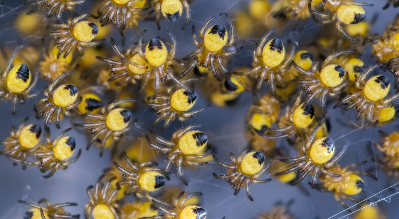 Photograph of yellow spiderlings