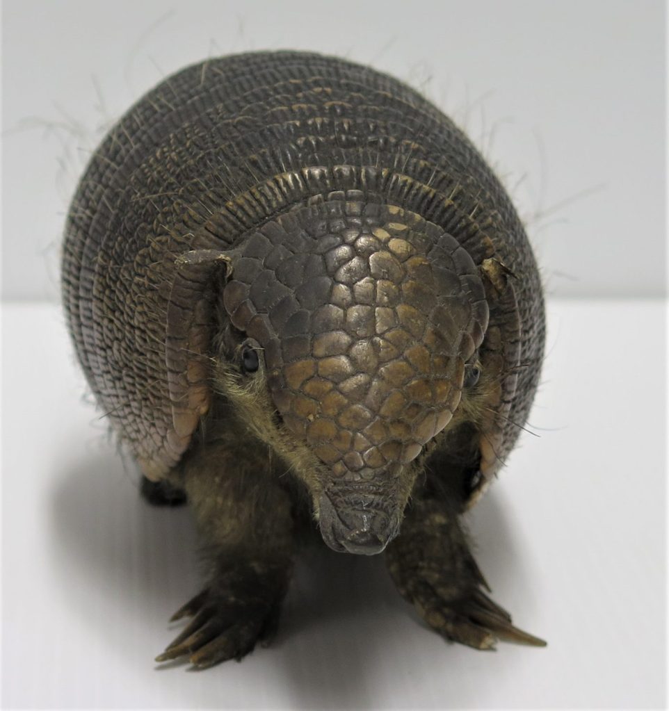 Armadillo from the Museum of Zoology