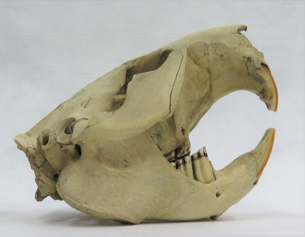 Photograph of a beaver skull in side view