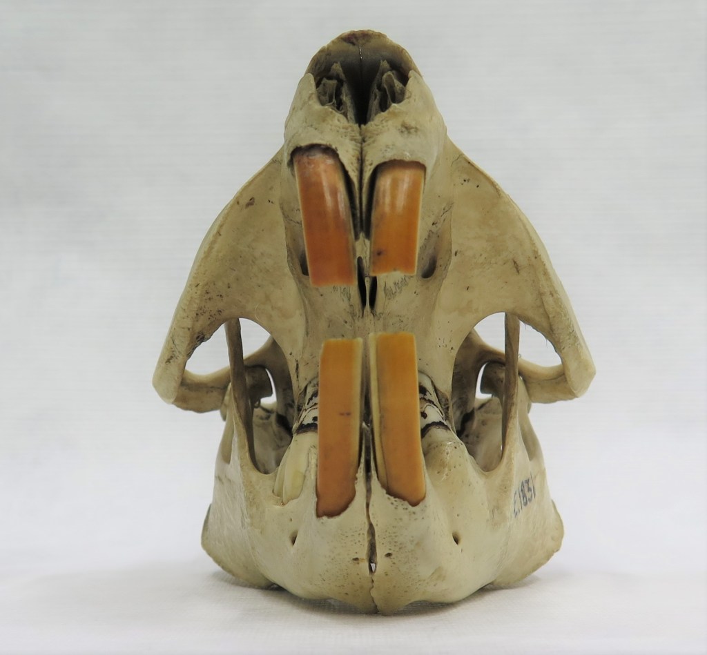 Photograph of a beaver skull in front view