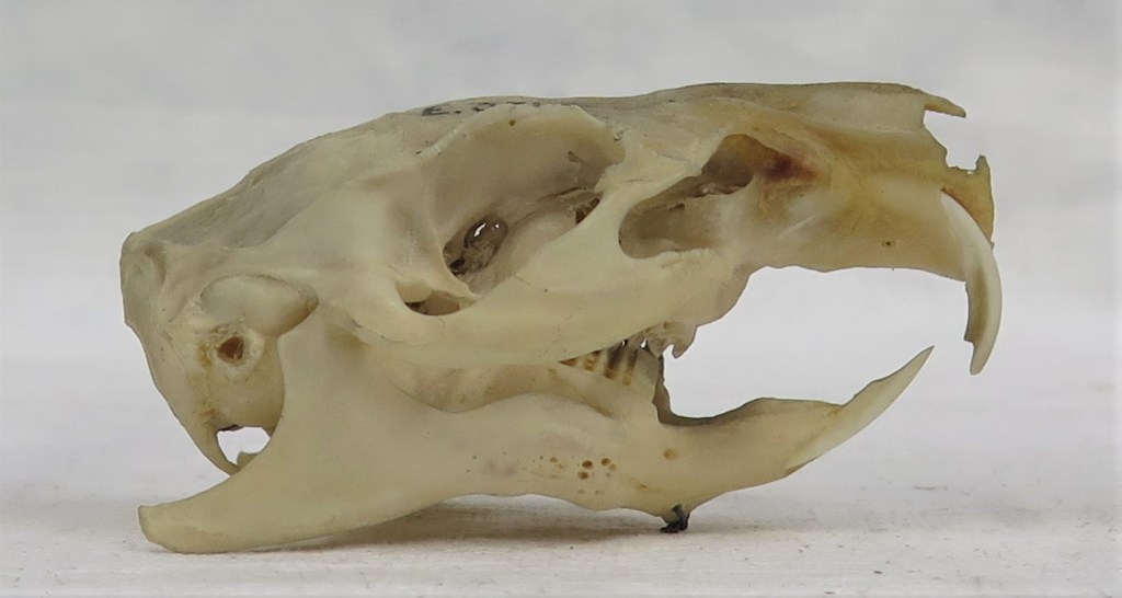 Photograph of a guinea pig skull in side view