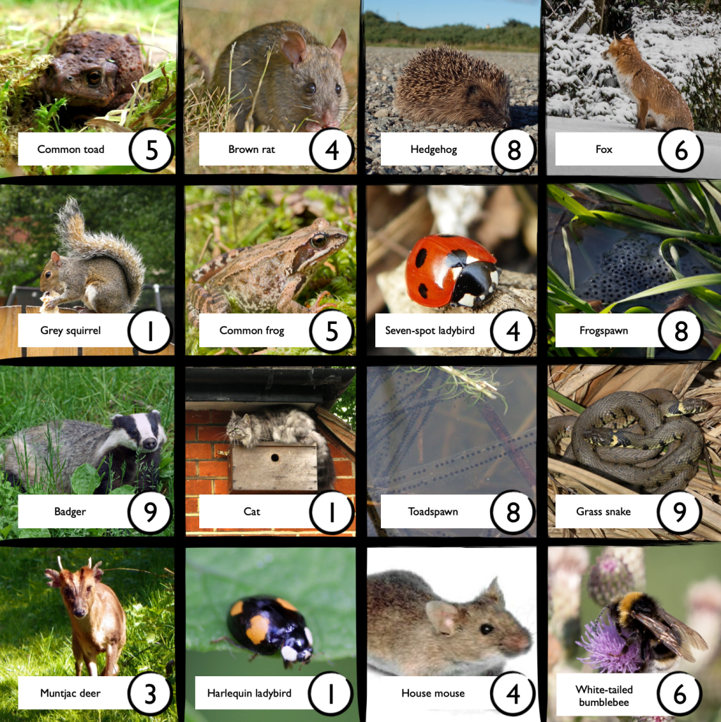 Mammals, amphibians, reptiles, beetles and bees for the Open Your Window Bingo