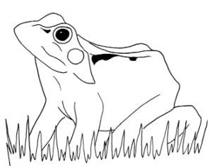 line drawing of a common frog