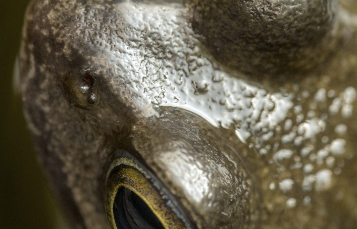 Photograph of the head of a frog from above