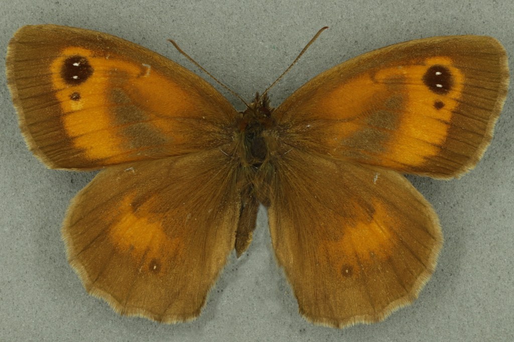 Gatekeeper male. University Museum of Zoology collection. Copyright University of Cambridge