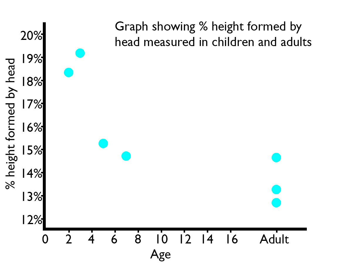 Graph of data collected on head proportions of adults and children