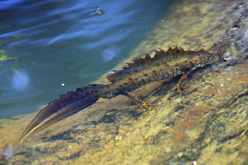 Photographs of a male great crested newt